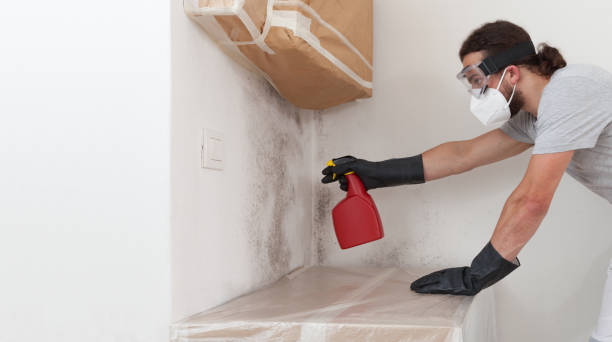 Basement Mold Remediation treatment on basement walls in Mount Holly